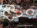 Stereum sanguinolentum-amf1790